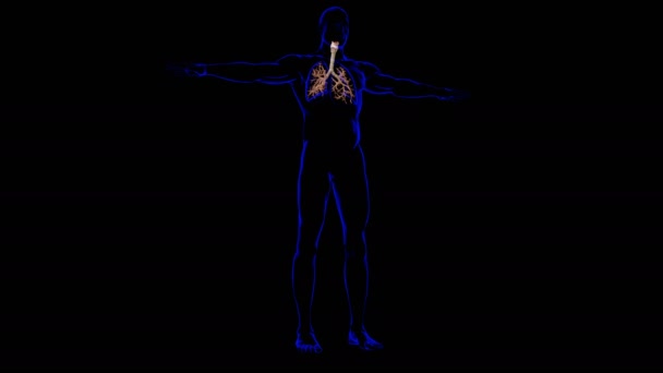 Lung Sistem Pernapasan Manusia Anatomi Untuk Konsep Medis Ilustrasi — Stok Video