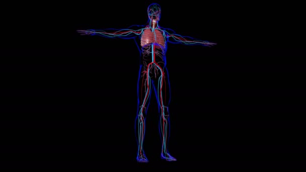 Illustratie Menselijke Respiratoire Systeem Anatomie Longen Voor Medisch Concept — Stockvideo