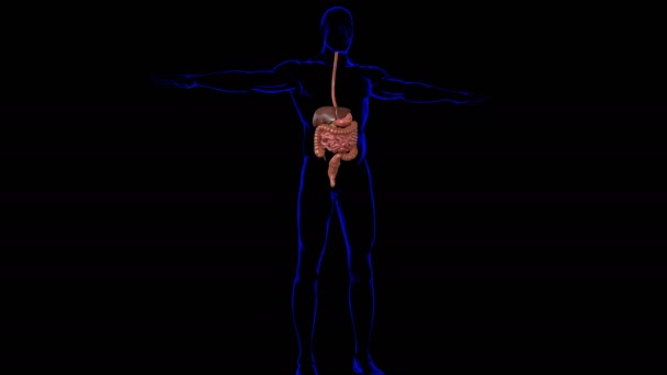 Tıbbi Konsept Boyutlu Llüstrasyon Çin Dolaşım Sistemi Anatomisi Olan Nsan — Stok video