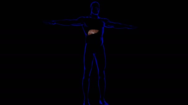 Anatomia Epatica Umana Concetto Medico Illustrazione — Video Stock