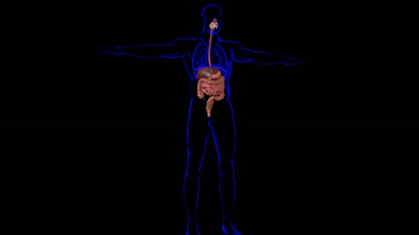 Anatomia Del Sistema Digestivo Umano Illustrazione Medica Concetto — Video Stock