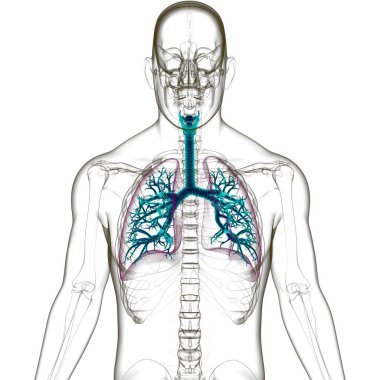 Tıbbi Konsept 3 boyutlu Resim İçin Akciğerler İnsan Solunum Sistemi Anatomisi