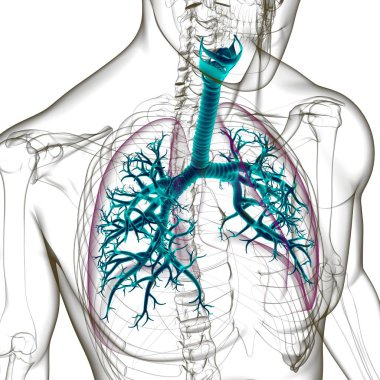 Tıbbi Konsept 3 boyutlu Resim İçin Akciğerler İnsan Solunum Sistemi Anatomisi