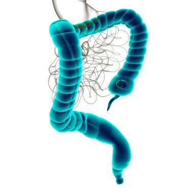 Tıbbi Konsept İçin Büyük Bağırsak 3D Görüntü İnsan Sindirim Sistemi Anatomisi
