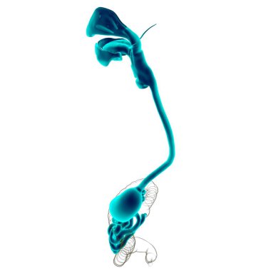 Mide Anatomisi İnsan Sindirim Sistemi Tıbbi Konsept 3 boyutlu Görüntü