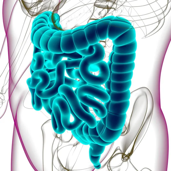 Small and large Intestine 3D Illustration Human Digestive System Anatomy For Medical Concept