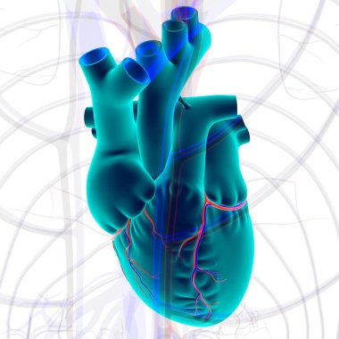 Tıbbi Konsept için İnsan Kalbi Anatomisi 3 boyutlu İllüstrasyon