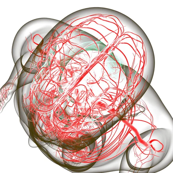 Human Arteries And Veins For Medical Concept 3D Illustration