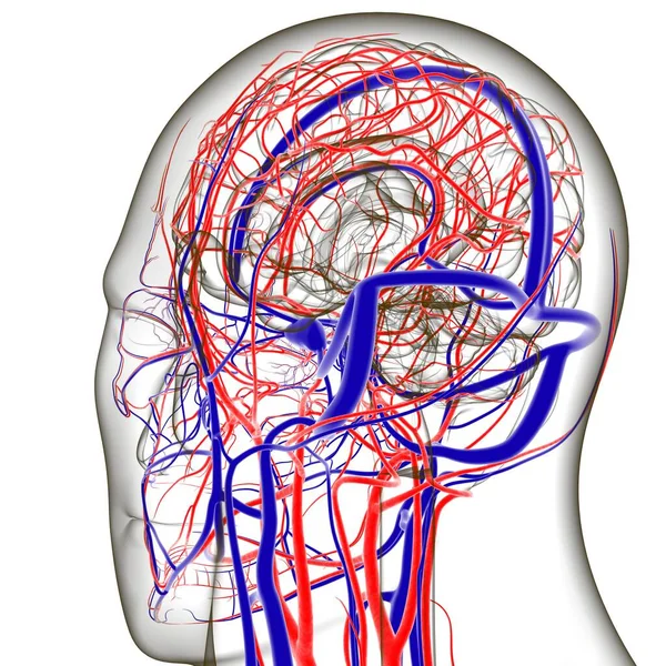医学的概念のための人間の動脈と静脈 3Dイラスト — ストック写真