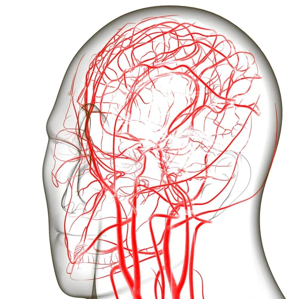 Arterias Venas Humanas Para Concepto Médico Ilustración —  Fotos de Stock
