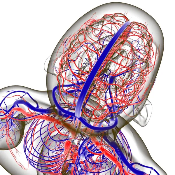 医学的概念のための人間の動脈と静脈 3Dイラスト — ストック写真