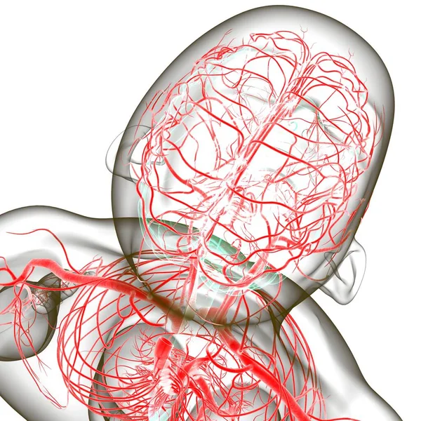 医学的概念のための人間の動脈と静脈 3Dイラスト — ストック写真
