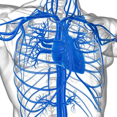 Tıbbi Konsept 3 boyutlu İllüstrasyon İçin Dolaşım Sistemi Anatomisi Olan İnsan Kalbi