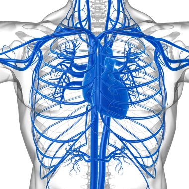 Tıbbi Konsept 3 boyutlu İllüstrasyon İçin Dolaşım Sistemi Anatomisi Olan İnsan Kalbi