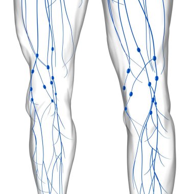 Tıbbi Konsept için İnsan Lenf Düğümleri Anatomisi 3 boyutlu Görüntü