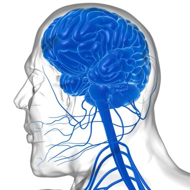 Tıbbi Konsept için İnsan Beyni Anatomisi 3 boyutlu İllüstrasyon