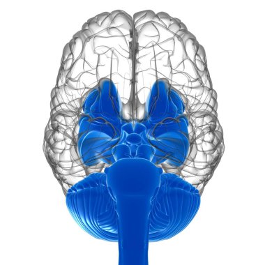 Tıbbi Konsept 3D Görüntü İçin İnsan Beyin İç Parçaları Anatomisi