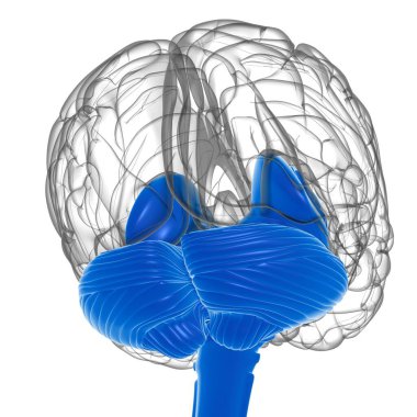 Tıbbi Konsept 3D Görüntü İçin İnsan Beyin İç Parçaları Anatomisi