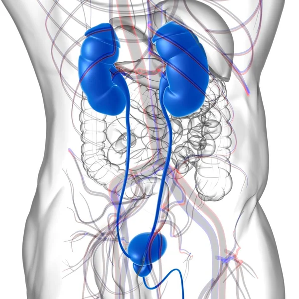 Lidský Močový Systém Ledviny Močovým Měchýřem Anatomie Pro Lékařské Koncepce — Stock fotografie