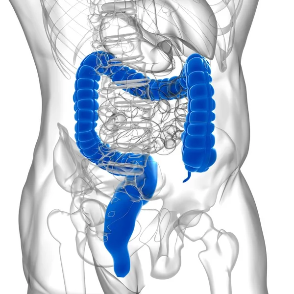 Ilustrace Tlustého Střeva Anatomie Lidského Zažívacího Traktu Pro Lékařskou Koncepci — Stock fotografie