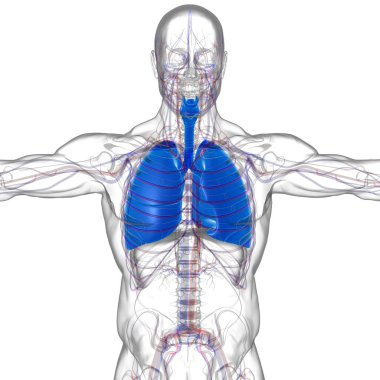 Tıbbi Konsept 3 boyutlu Resim İçin Akciğerler İnsan Solunum Sistemi Anatomisi
