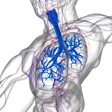Tıbbi Konsept 3 boyutlu Resim İçin Akciğerler İnsan Solunum Sistemi Anatomisi