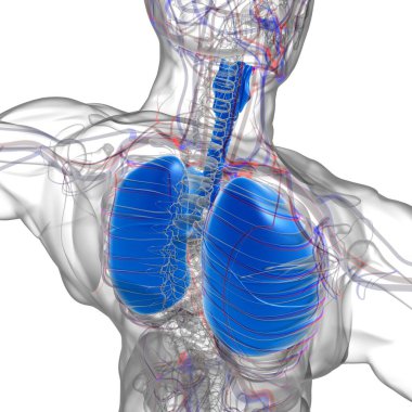 Tıbbi Konsept 3 boyutlu Resim İçin Akciğerler İnsan Solunum Sistemi Anatomisi