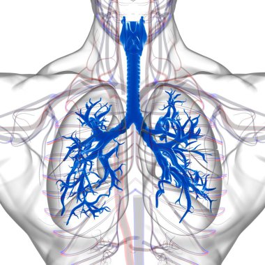 Tıbbi Konsept 3 boyutlu Resim İçin Akciğerler İnsan Solunum Sistemi Anatomisi