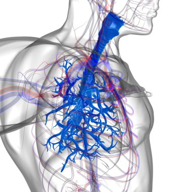 Tıbbi Konsept 3 boyutlu Resim İçin Akciğerler İnsan Solunum Sistemi Anatomisi