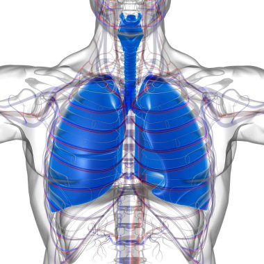 Tıbbi Konsept 3 boyutlu Resim İçin Akciğerler İnsan Solunum Sistemi Anatomisi
