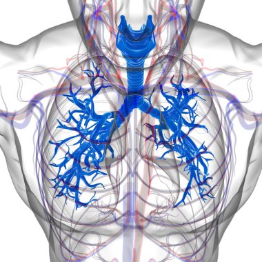 Tıbbi Konsept 3 boyutlu Resim İçin Akciğerler İnsan Solunum Sistemi Anatomisi
