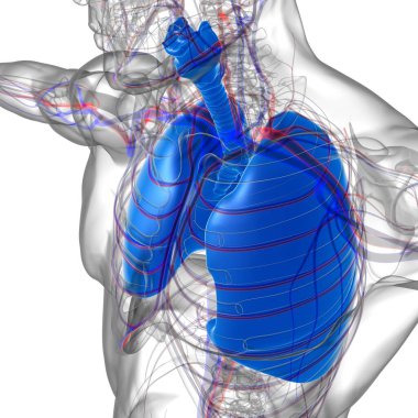 Tıbbi Konsept 3 boyutlu Resim İçin Akciğerler İnsan Solunum Sistemi Anatomisi