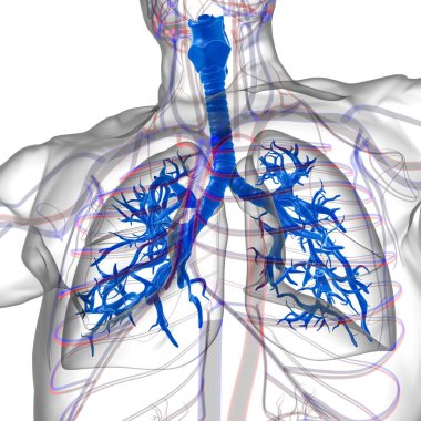 Tıbbi Konsept 3 boyutlu Resim İçin Akciğerler İnsan Solunum Sistemi Anatomisi