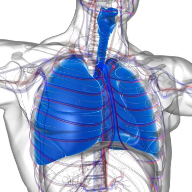 Tıbbi Konsept 3 boyutlu Resim İçin Akciğerler İnsan Solunum Sistemi Anatomisi