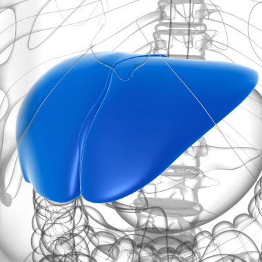 Karaciğer 3D Görüntü İnsan Sindirim Sistemi Anatomisi Tıbbi Konsept İçin