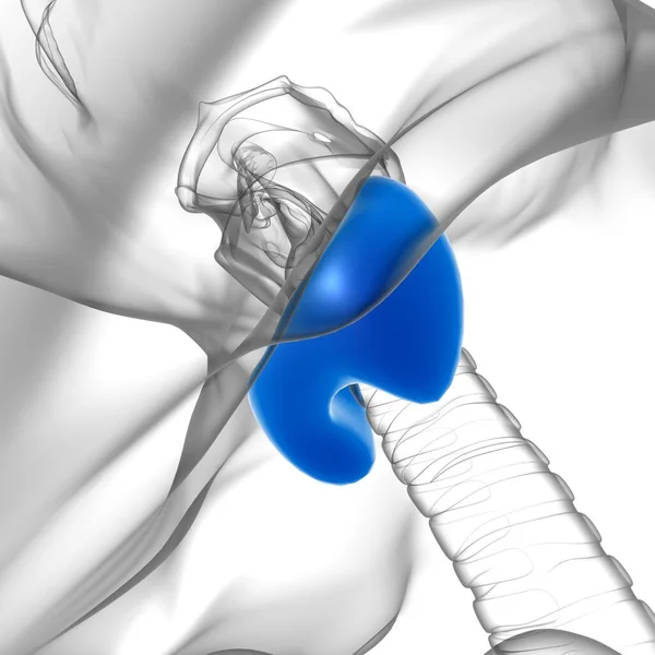 Анатомия Щитовидной Железы Медицинской Концепции Иллюстрации — стоковое фото