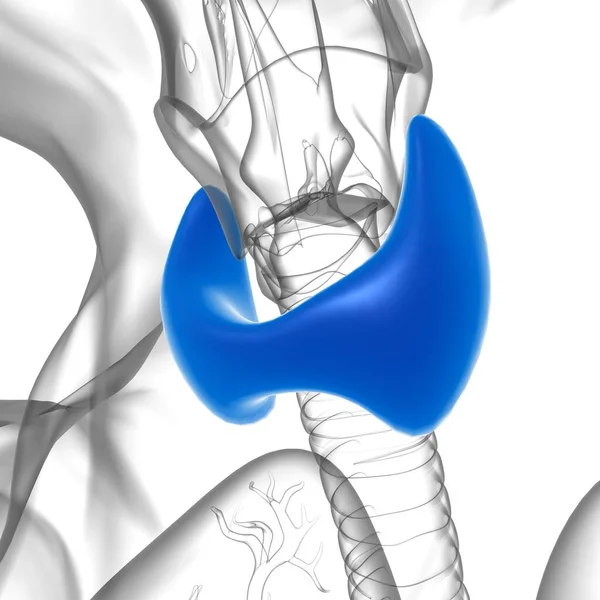 Анатомия Щитовидной Железы Медицинской Концепции Иллюстрации — стоковое фото