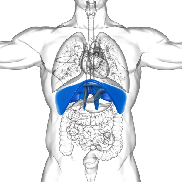 Tıbbi Konsept Boyutlu Llüstrasyon Için Diyafram Nsan Solunum Sistemi Anatomisi — Stok fotoğraf