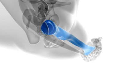 İnsan iskeleti anatomisi yarıçapı 3B Tıbbi Kavram Hazırlama