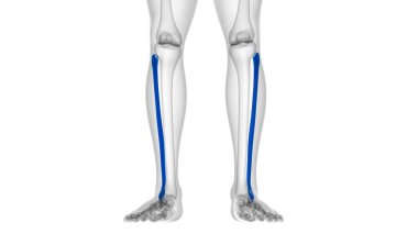 İnsan iskeleti anatomisi Fibula Kemiği Tıbbi Konsept için 3B Hazırlama
