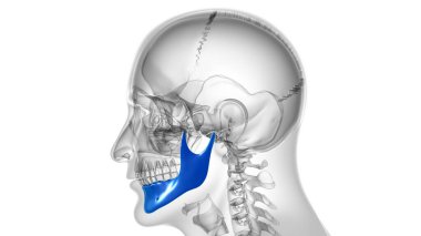 Tıbbi Konsept için İnsan İskeleti Kafatası Çene Kemiği Anatomisi 3 boyutlu Görüntü