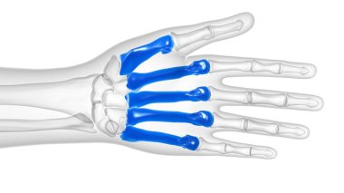 Tıbbi Konsept için İnsan İskelet El Matacarapls Kemik Anatomisi 3 boyutlu İllüstrasyon
