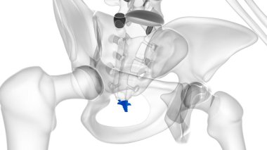 İnsan İskeleti Omurga Kol Kolonu veya Kuyruk Kemiği Anatomi 3 Boyutlu İllüstrasyon