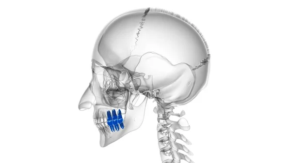 Ilustração Humana Anatomia Dos Molares Dos Dentes Para Conceito Médico — Fotografia de Stock