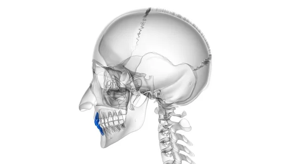 Ανθρώπινη Δόντια Incisors Anatomy Εικονογράφηση Για Ιατρική Έννοια — Φωτογραφία Αρχείου