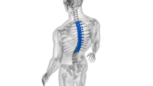 Human Skeleton Vertebral Column Thoracic Vertebrae Anatomy 3D Illustration