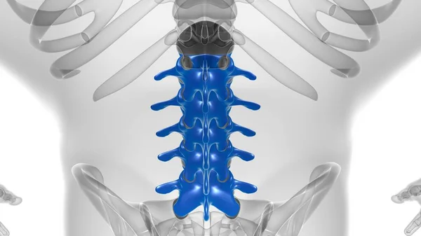 Человеческий Скелет Позвоночник Поясничные Позвонки Анатомия Иллюстрация — стоковое фото