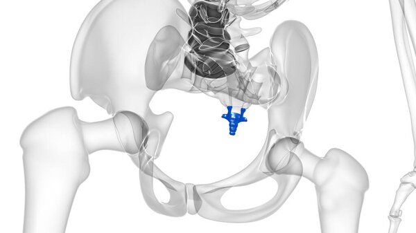 Human Skeleton Vertebral Column Coccyx or tail bone Anatomy 3D Illustration