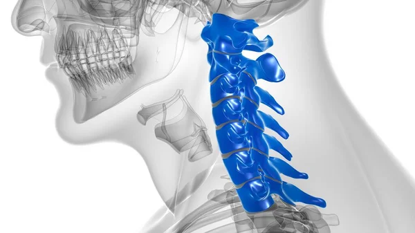 Human Skeleton Vertebral Column Cervical Vertebrae Anatomy 3D Illustration