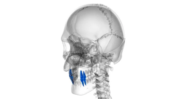 Ilustração Humana Anatomia Dos Pré Molares Dos Dentes Para Conceito — Fotografia de Stock